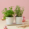 French Perle Scallop 3-Piece Herb Pots & Tray Set