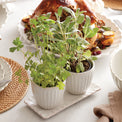 French Perle Scallop 3-Piece Herb Pots & Tray Set